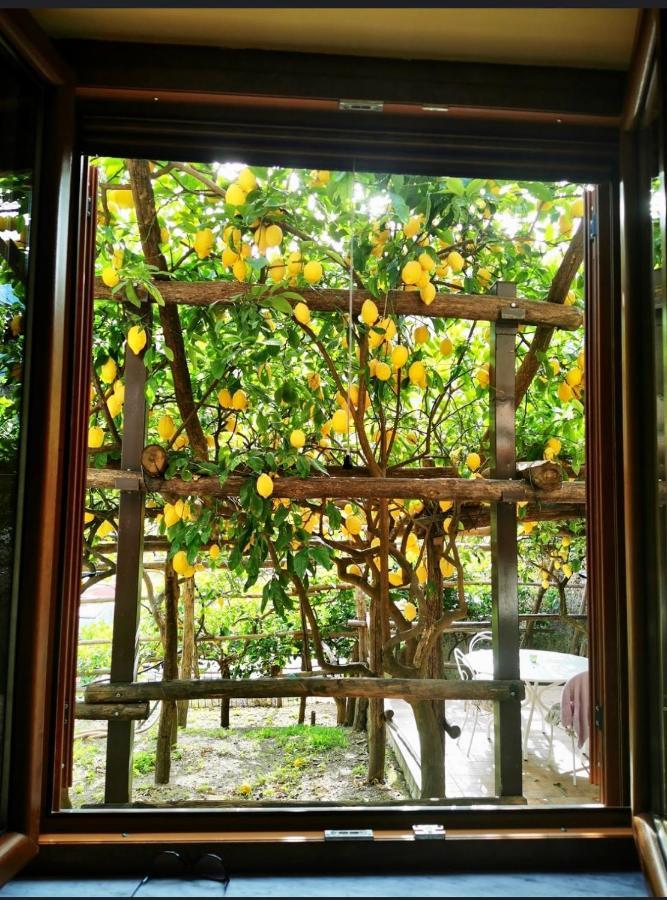 Il Limoneto Di Teresa Amalfi Coast Apartment