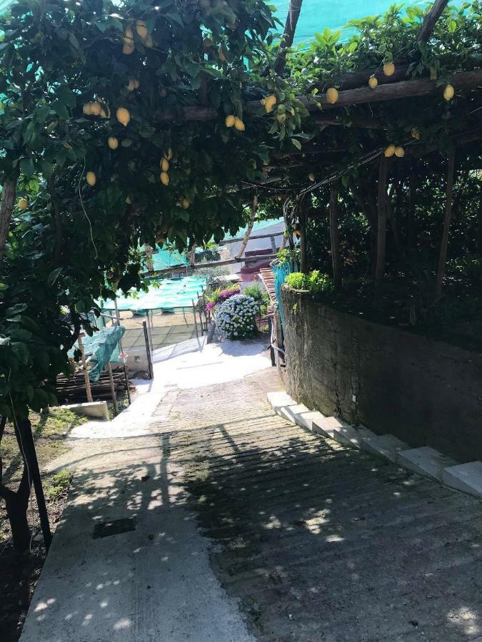 Il Limoneto Di Teresa Amalfi Coast Apartment Maiori