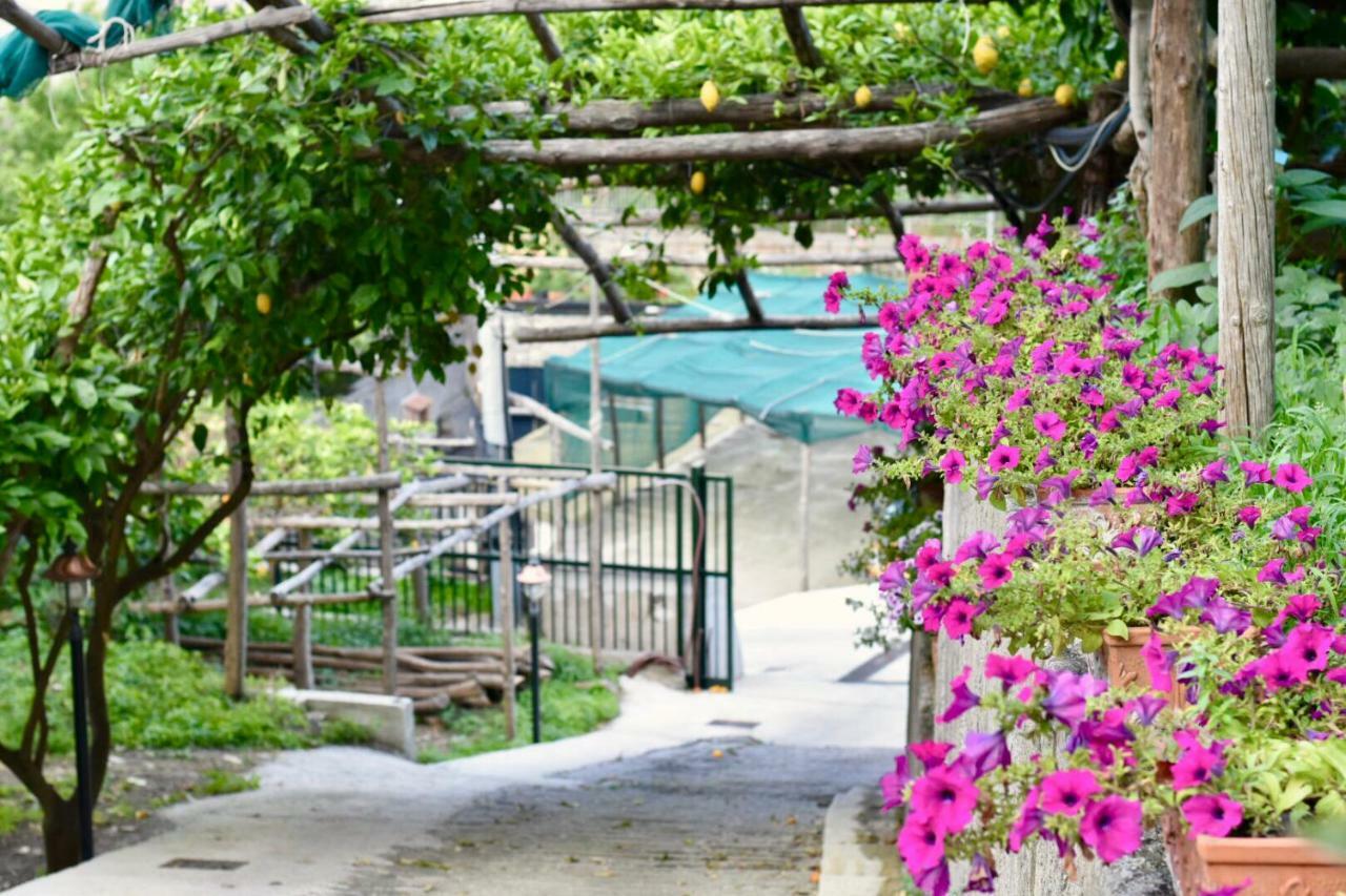 Apartment Il Limoneto Di Teresa Amalfi Coast